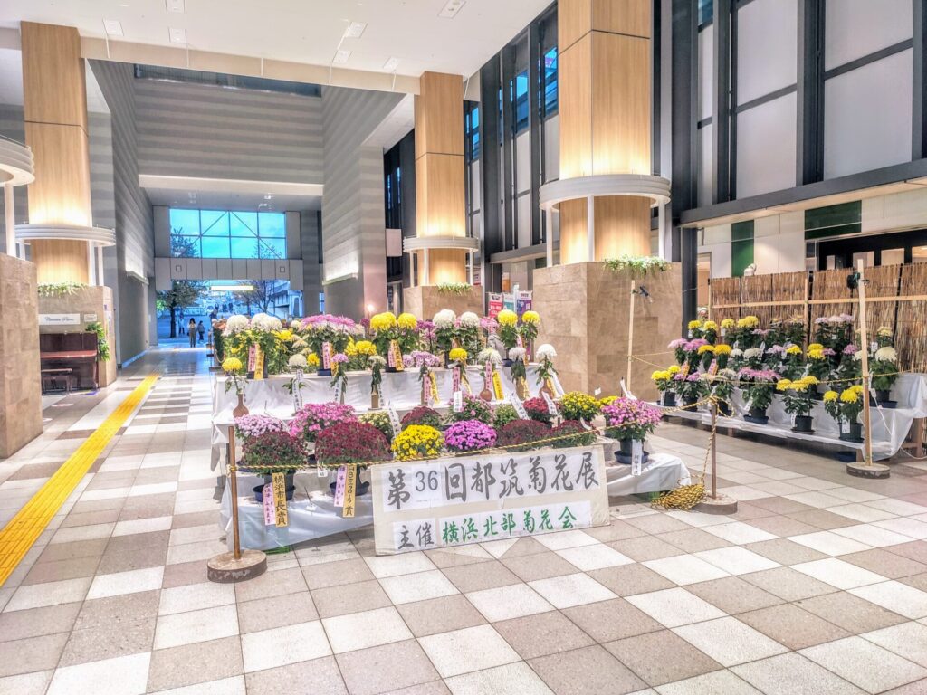 センター南駅構内歩行者通路の写真。菊の花のサークルの展示会場として、ほとんど占有されている。